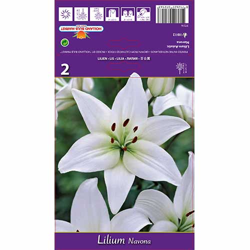 Ljiljan Navona slika 1 interface.art 70211