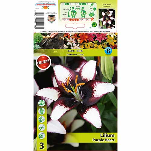 Ljiljan Purple Heart slika 1 interface.art 76475