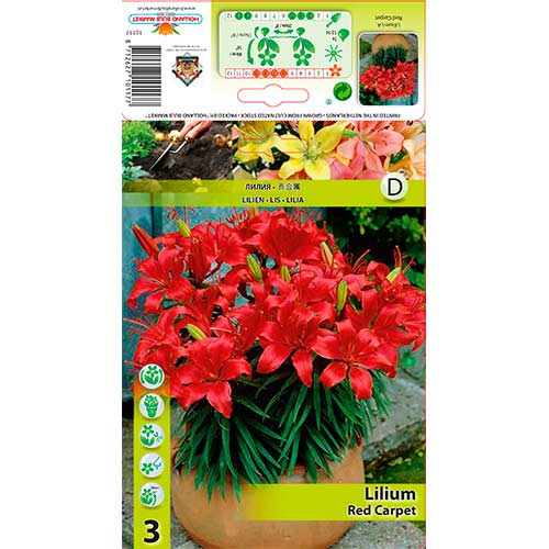 Ljiljan Red Carpet slika 1 interface.art 76320