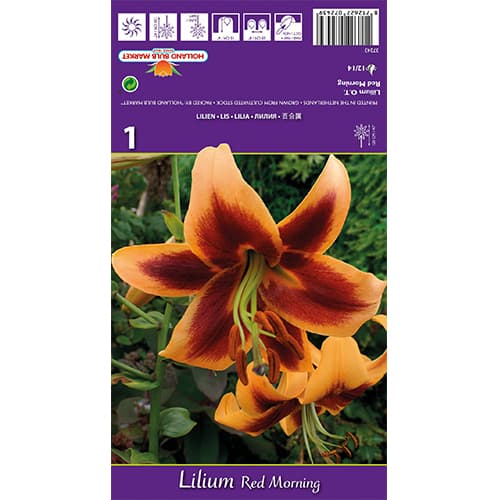 Ljiljan Red Morning slika 1 interface.art 77842