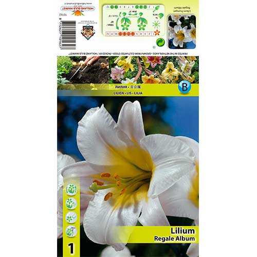 Ljiljan Regale Album slika 1 interface.art 70436