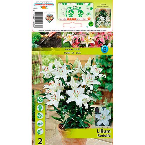 Ljiljan Rodolfa slika 1 interface.art 76607