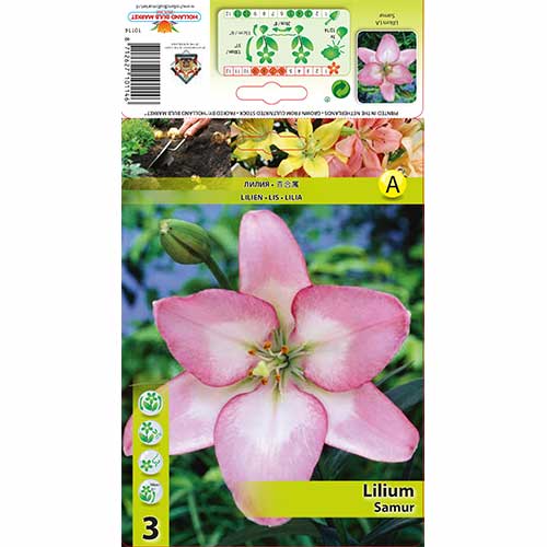 Ljiljan Samur slika 1 interface.art 70274