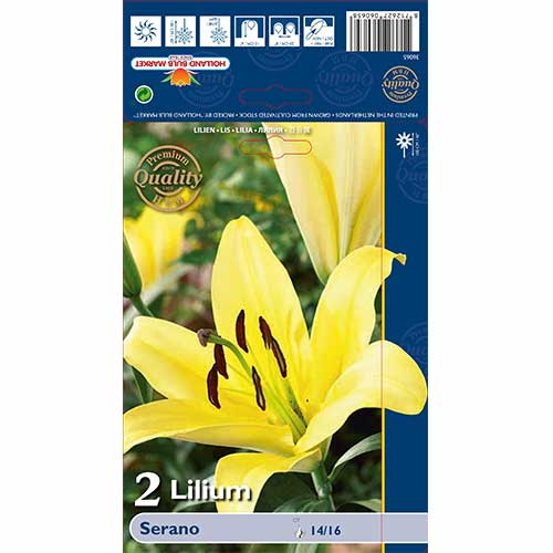 Ljiljan Serano slika 1 interface.art 70233