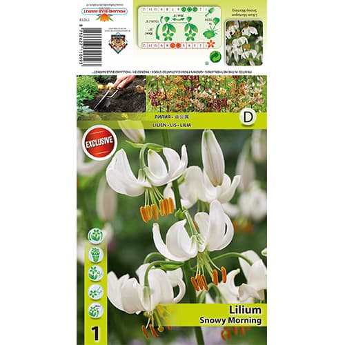 Ljiljan Snowy Morning slika 1 interface.art 77824