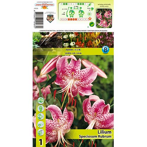 Ljiljan Speciosum Rubrum slika 1 interface.art 70438