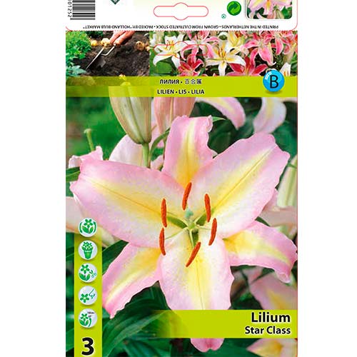 Ljiljan Star Class slika 1 interface.art 76478