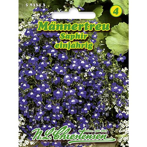 Lobelija Saphir slika 1 interface.art 86165