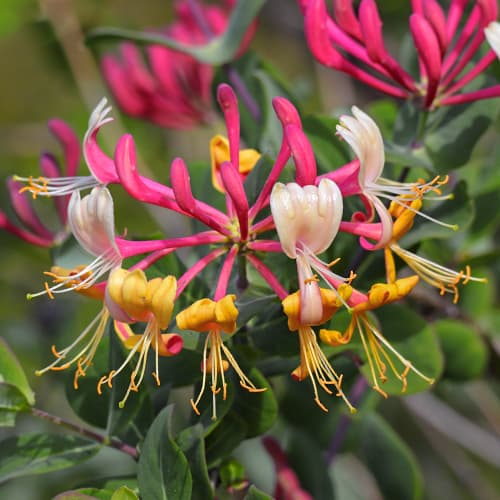 Lonicera periclymenum Belgica Select, С2 slika 1 interface.art 7786