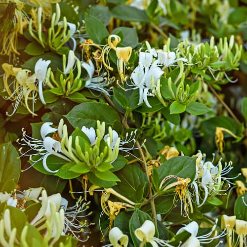 Lonicera periclymenum Graham Thomas, С2 slika 1 interface.art 7787