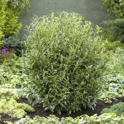 Lovor višnja Sofia PBR, С3 slika 1 interface.art 8570