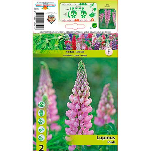 Lupine Pink slika 1 interface.art 76326