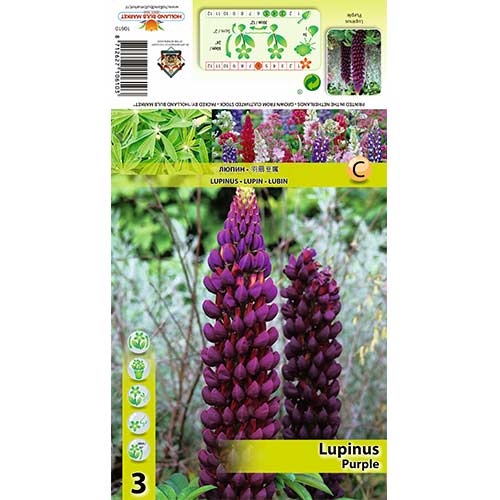 Lupine Purple slika 1 interface.art 70440