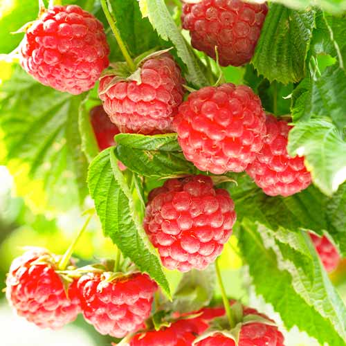 Malina Autumn First slika 1 interface.art 5836