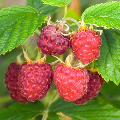 Malina Brandywine slika 1 interface.art 5837