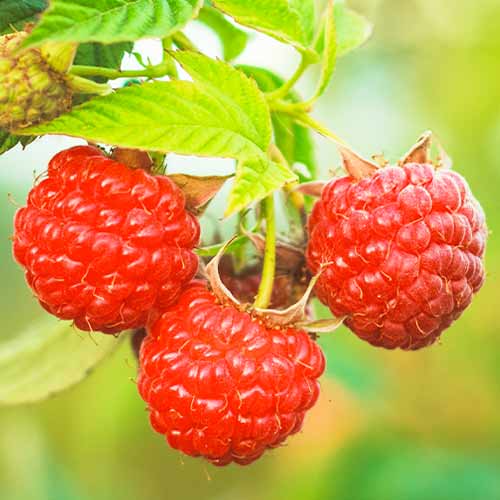 Malina Dorman Red slika 1 interface.art 5838