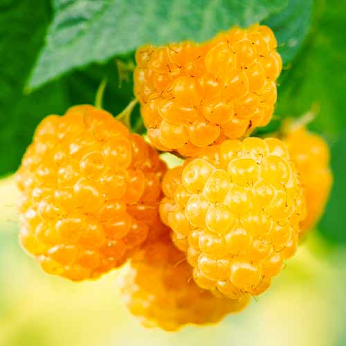 Malina Golden Everest, Р9 slika 1 interface.art 5840