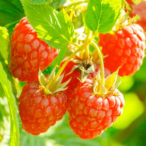 Malina Heritage Red, Р9 slika 1 interface.art 7616