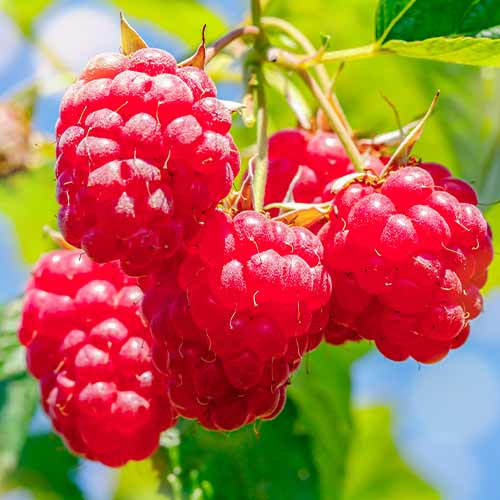 Malina Malling Promise slika 1 interface.art 5841