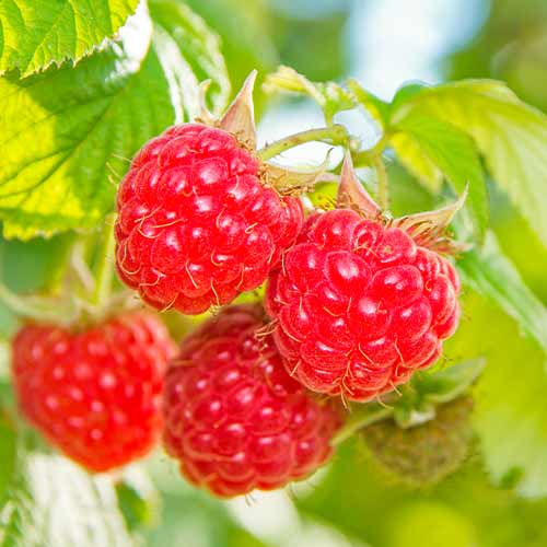 Malina Schonemann Red slika 1 interface.art 5842