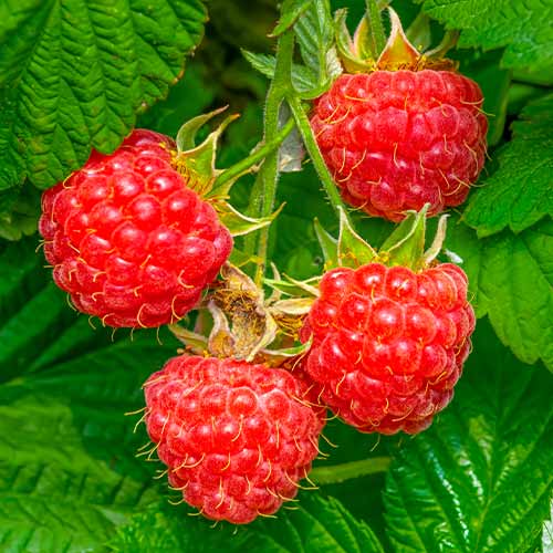 Malina Willamette slika 1 interface.art 7617