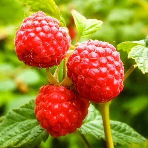 Remontantna malina Zewa, P9 slika 1 interface.art 1591