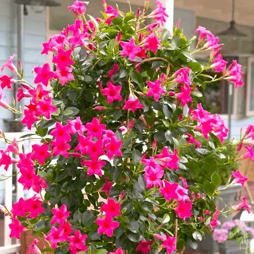 Mandevilla Pink slika 1 interface.art 77813