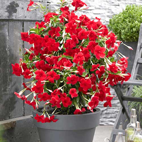 Mandevilla Red slika 1 interface.art 77814