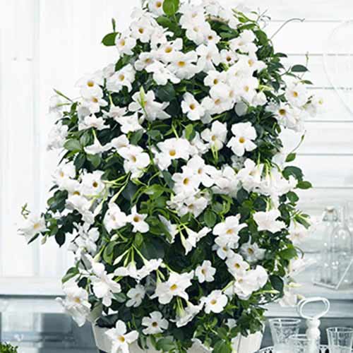 Mandevilla White slika 1 interface.art 77812