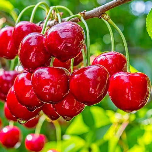 Trešnja Elegant Joy, С2 slika 1 interface.art 1628