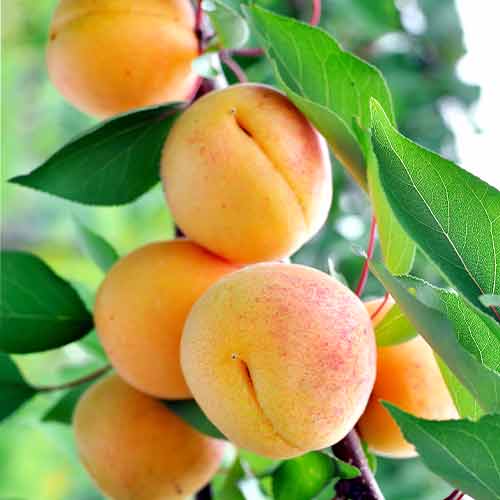 Marelica (stupolika) Anubis slika 1 interface.art 2007