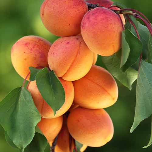 Marelica (stupolika) Diamond slika 1 interface.art 2008