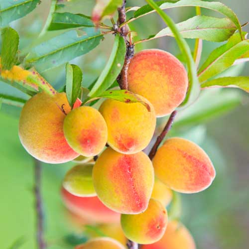 Marelica (stupolika) Perla slika 1 interface.art 2009