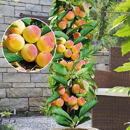 Marelica stupolika Prince Mart, С2 slika 1 interface.art 1901