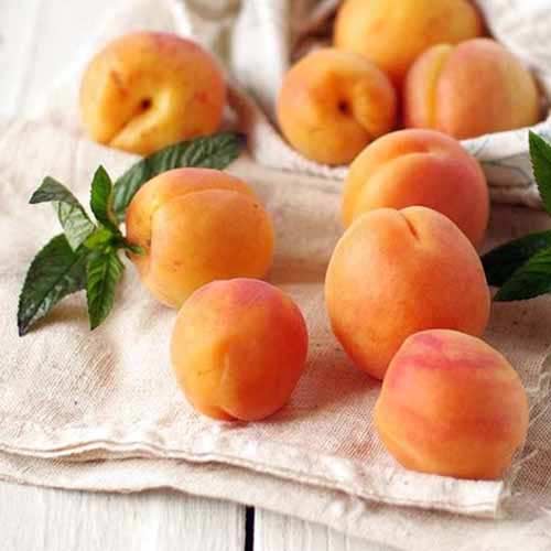 Marelica Tahiti slika 1 interface.art 4858