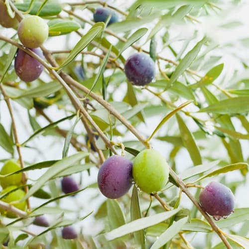 Maslina Amfisis, C2 slika 1 interface.art 9679