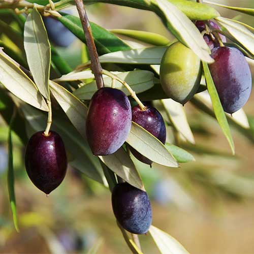 Maslina Arbequina, С2 slika 1 interface.art 7964