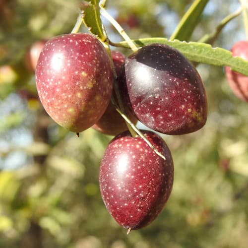 Maslina Carolea, C2 slika 1 interface.art 9680