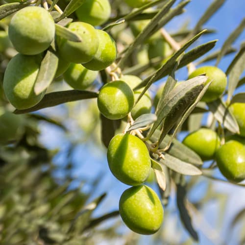 Maslina Damaskinati, C2 slika 1 interface.art 9682