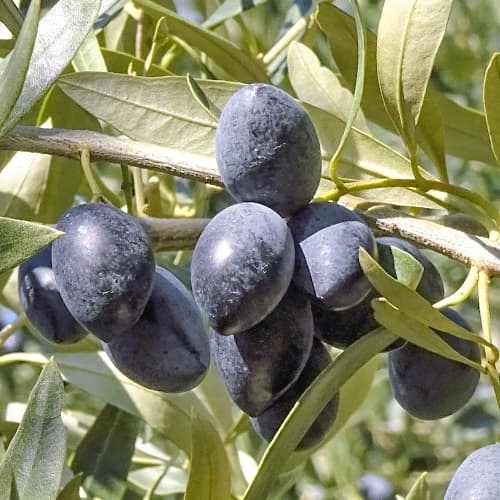 Maslina Kalamon, C2 slika 1 interface.art 9683