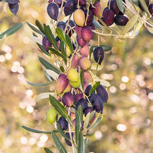 Maslina (stupolika) Arbequina slika 1 interface.art 2017