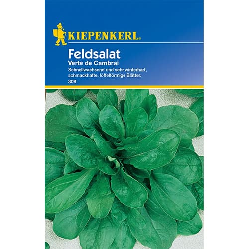 Matovilac Verte de Cambrai slika 1 interface.art 77493