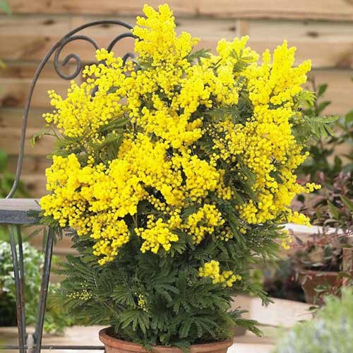 Mimoza (Akacija) slika 1 interface.art 76633