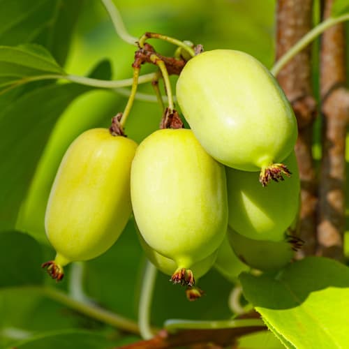 Mini kivi Chang Bai Giant, С2 slika 1 interface.art 5456