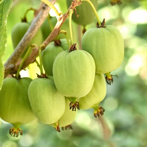 Mini kivi Hokey Pokey®, С2 slika 1 interface.art 5449