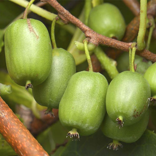 Mini kivi Vitikiwi ®, С2 slika 1 interface.art 8202