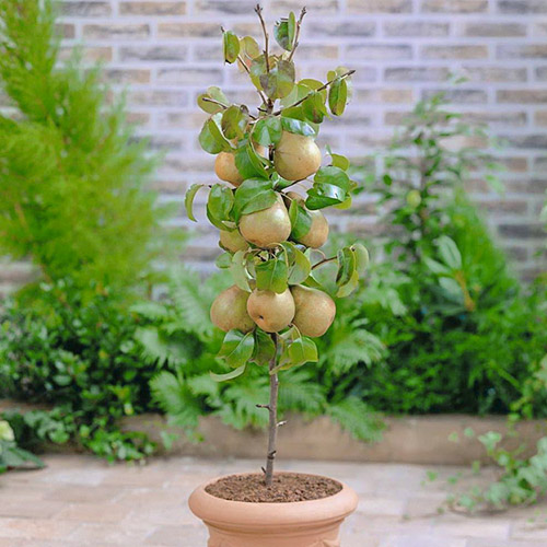 mini Kruška GardenPearl®, C2 slika 1 interface.art 1646
