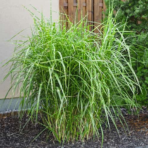 Miscanthus sinensis Strictus Dwarf, С2 slika 1 interface.art 7793
