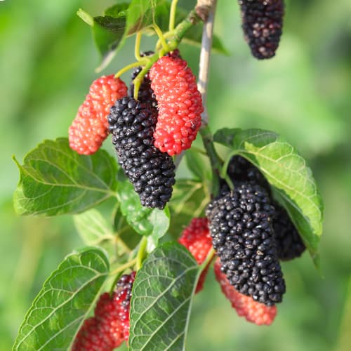 Murva Full Seasons, С2 slika 1 interface.art 5452