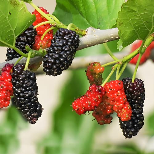 Murva Sweet Dream, P9 interface.art interface.photo 1 Murva Sweet Dream, P9 slika 1 interface.art 1587